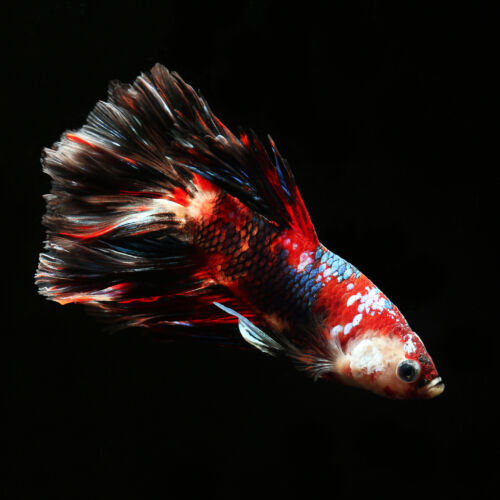 Betta splendens Koi