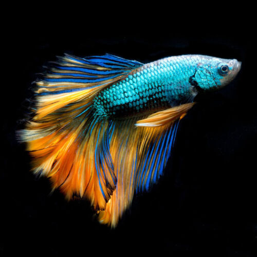 Kampffisch -Siamese Fighting Fish