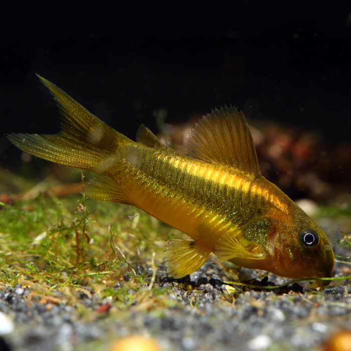 Corydoras sp. 'Gold Stripe'