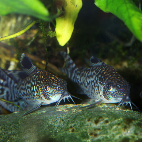 Corydoras reticulatus