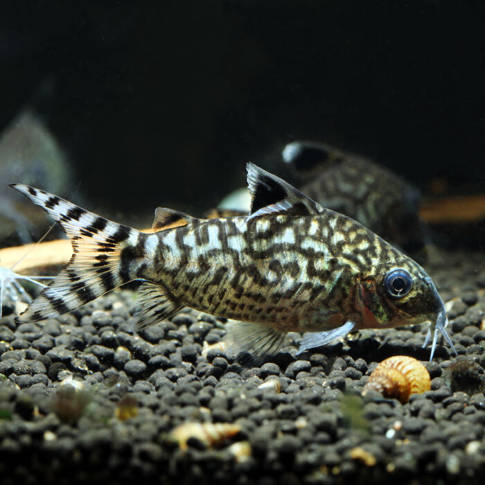 Netzpanzerwels - Reticulated Cory