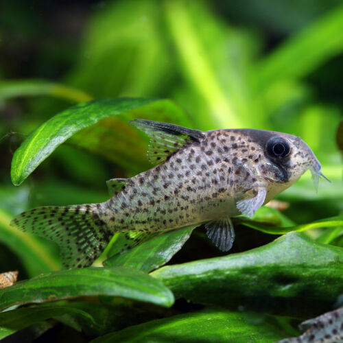 Rio-Negro Panzerwels - Kane's Corydoras