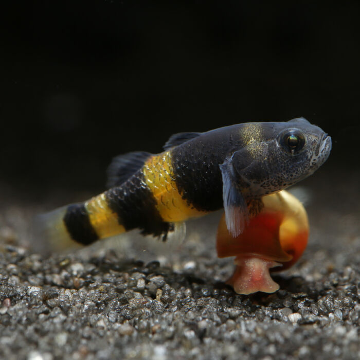 Goldringelgrundel - Bumblebee Goby