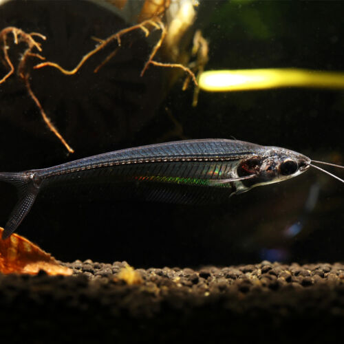 Indischer Glaswels - Glass Catfish