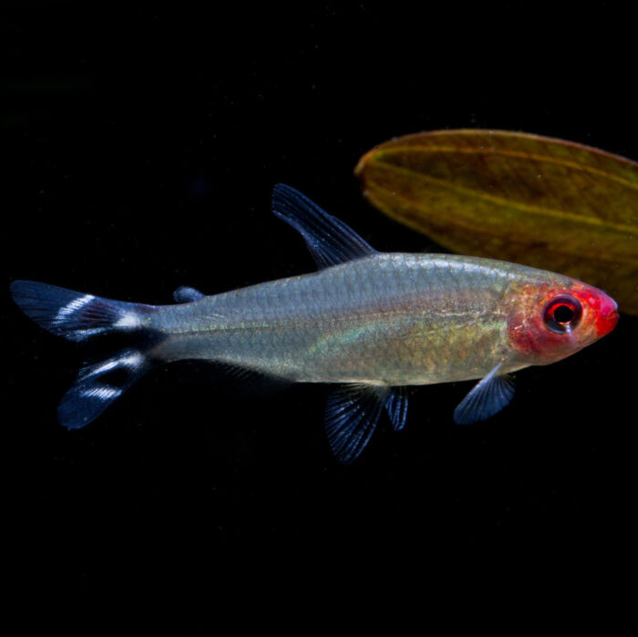 Rotkopfsalmler - Rummy-nosed Tetra