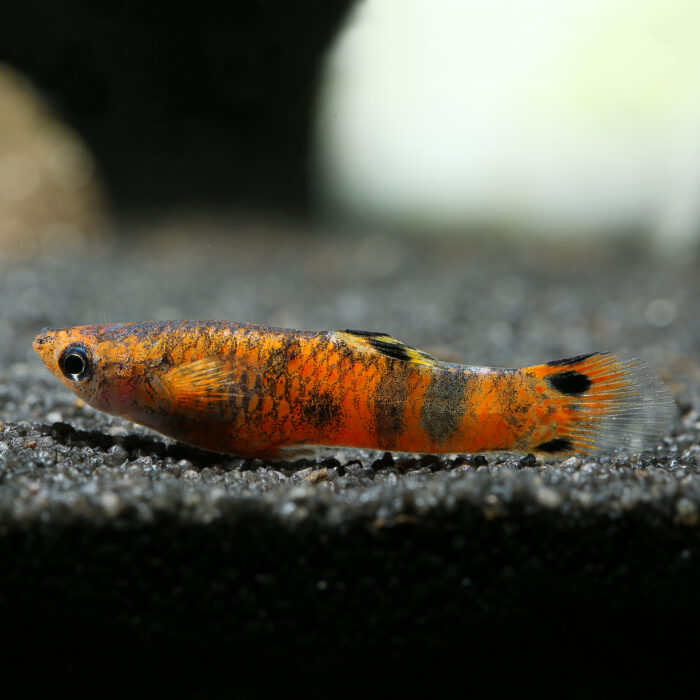 Sumpfguppy - Swamp Guppy