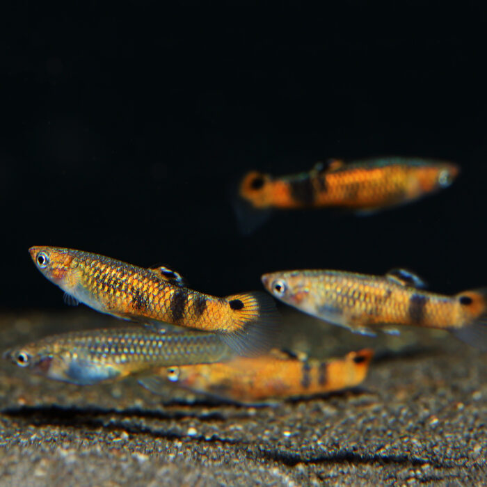 Sumpfguppy Gruppe