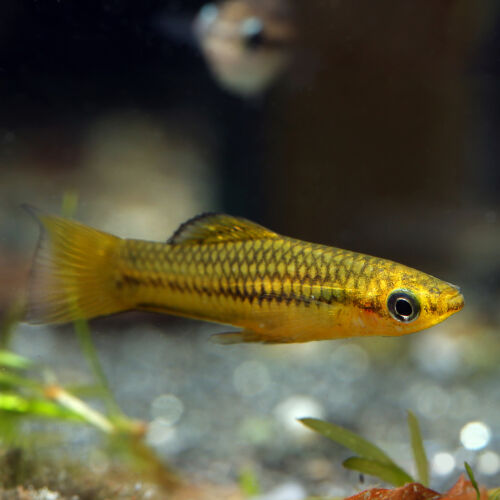 Zwergschwertträger - Pygmy Swordtail