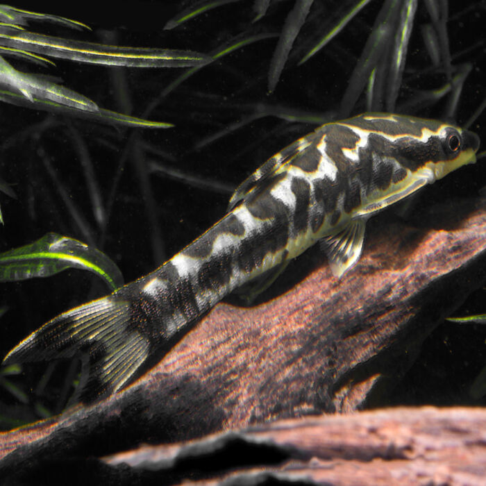 Zebra-Otocinclus - Zebra Oto