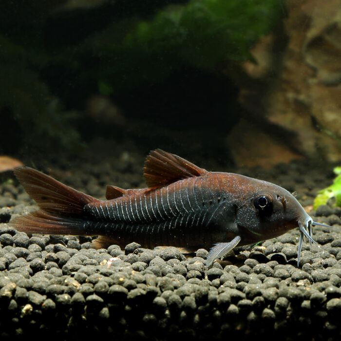 Schwarzer Panzerwels - Black Cory Catfish