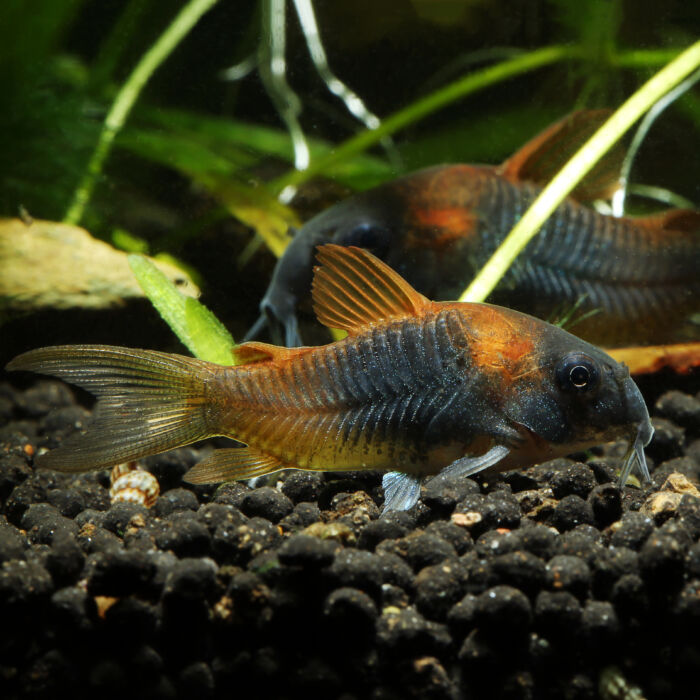 Oranger Venezuela-Panzerwels - Orange Venezuelan Corydoras