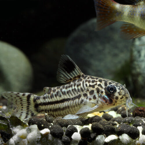 Juli-Panzerwels - Julii Cory Catfish