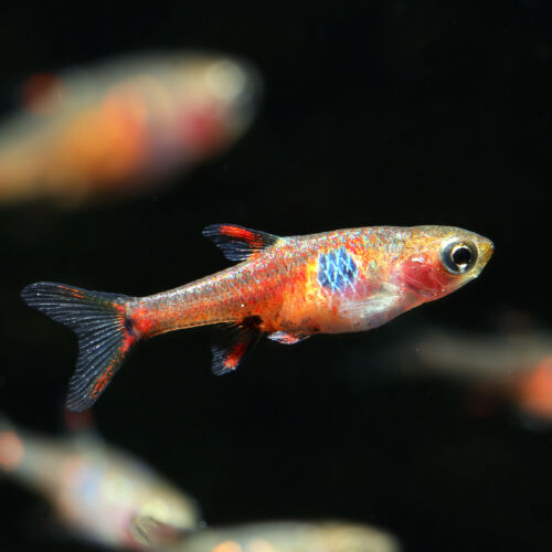 Erdbeer Zwergbärbling - Strawberry Rasbora