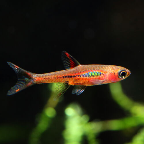 Moskitobärbling - Chili Rasbora