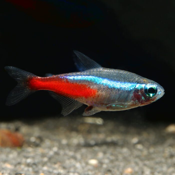 Neonsalmler - Neon Tetra