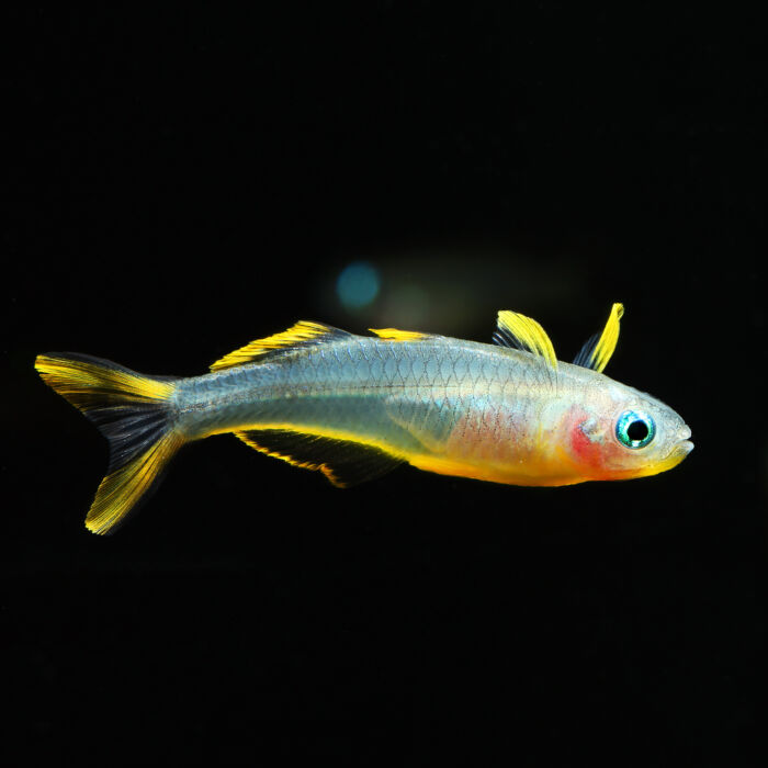 Gabelschwanz-Blauauge - Forktail Blue-eye