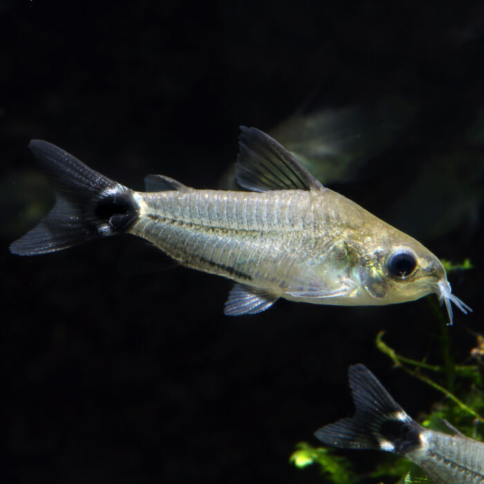 Sichelfleck-Panzerwels - Tail Spot Cory