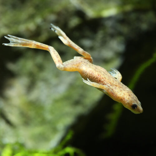 Zwergkrallenfrosch Gold - Golden Dwarf Clawed Frog