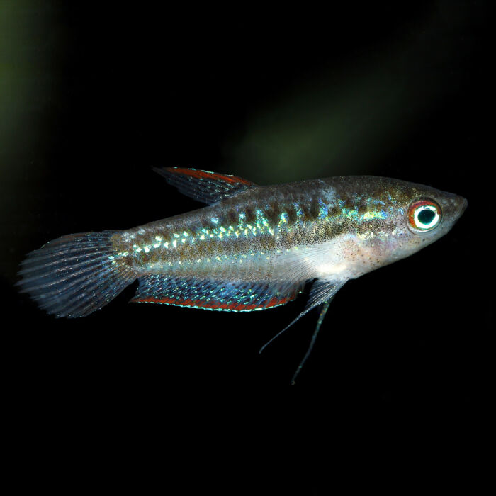 Knurrender Zwerggurami - Sparkling Gourami