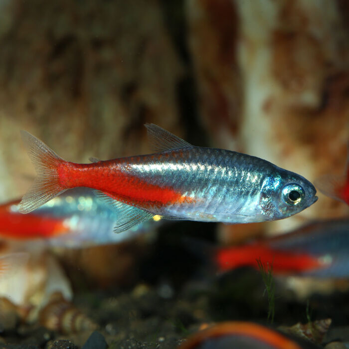 Diamant Neonsalmler - Diamond Neon Tetra