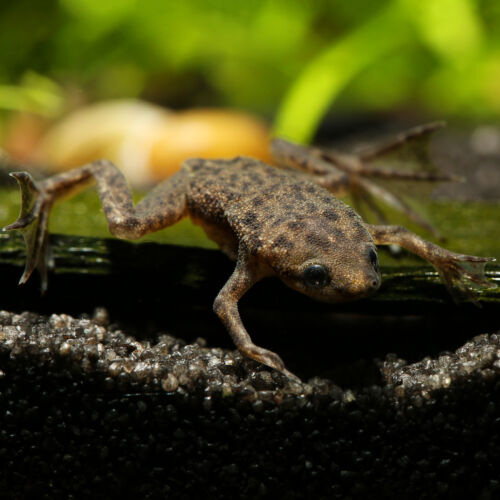 Zwergkrallenfrosch - Dwarf Clawed Frog