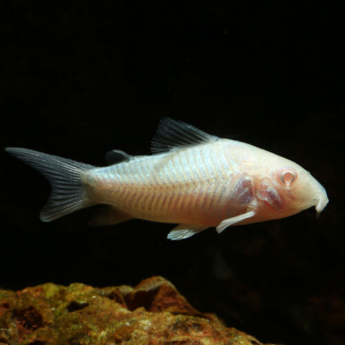 Albino-Metallpanzerwels - Albino Cory Catfish