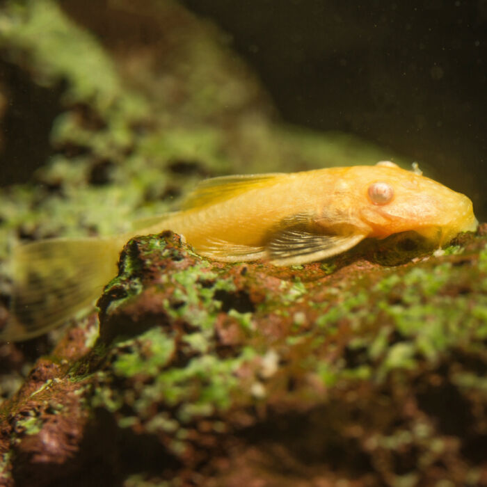 Ancistrus albino 1 scaled - Garnelaxia