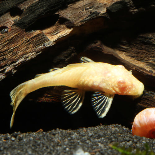 Albino Antennenwels - Albino Bristlenose Pleco