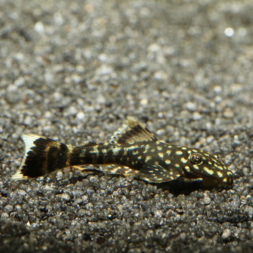 Antennenwels - Bristlenose Pleco