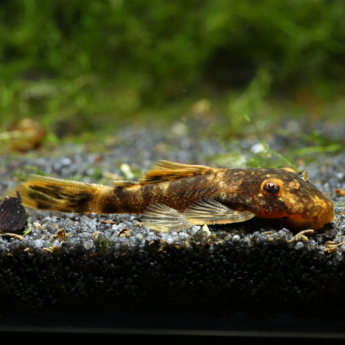 Roter Antennenwels - Calico Bristlenose Pleco