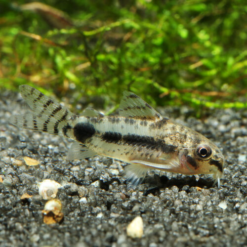 Schachbrett-Zwergpanzerwels - Salt and Pepper Cory