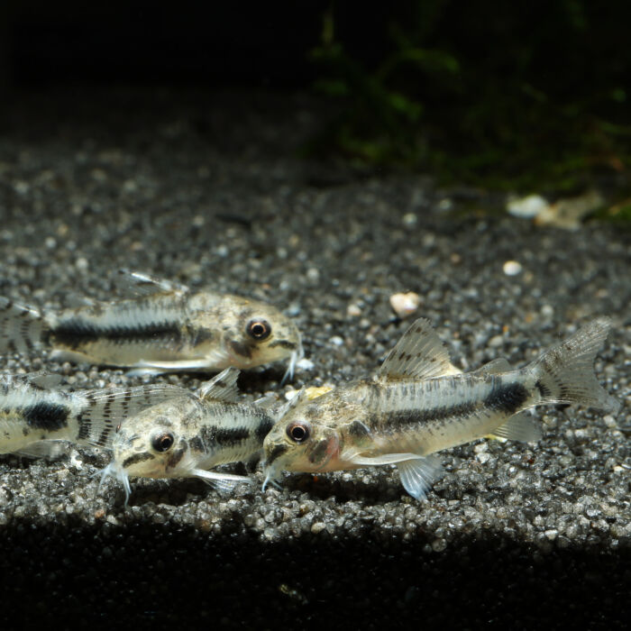 Corydoras habrosus 2 scaled - Garnelaxia