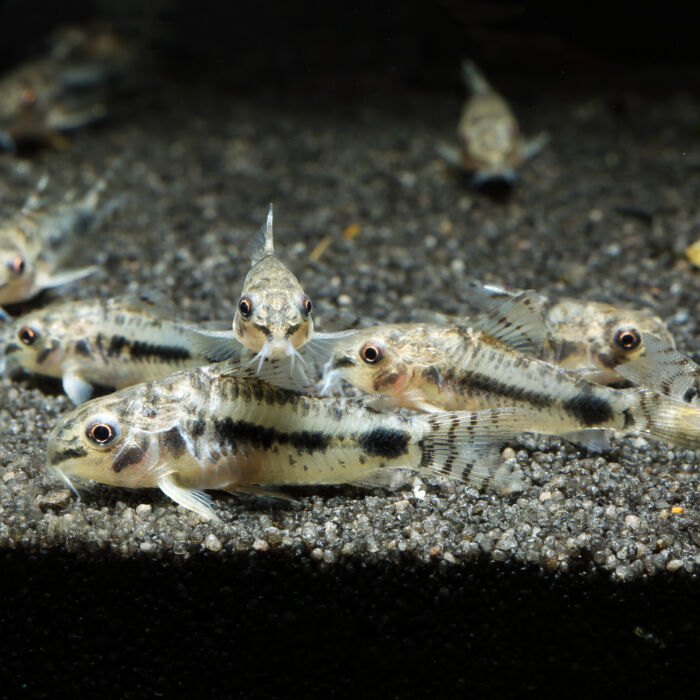 Corydoras habrosus 3 scaled - Garnelaxia