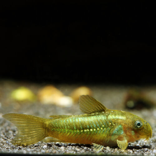 Neongrüner Panzerwels - Green Laser Corydoras