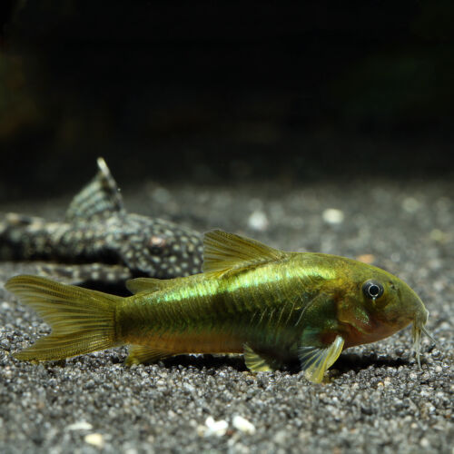 Neongrüner Panzerwels - Green Laser Corydoras