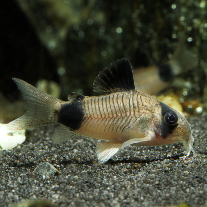 Panda-Panzerwels - Panda Cory