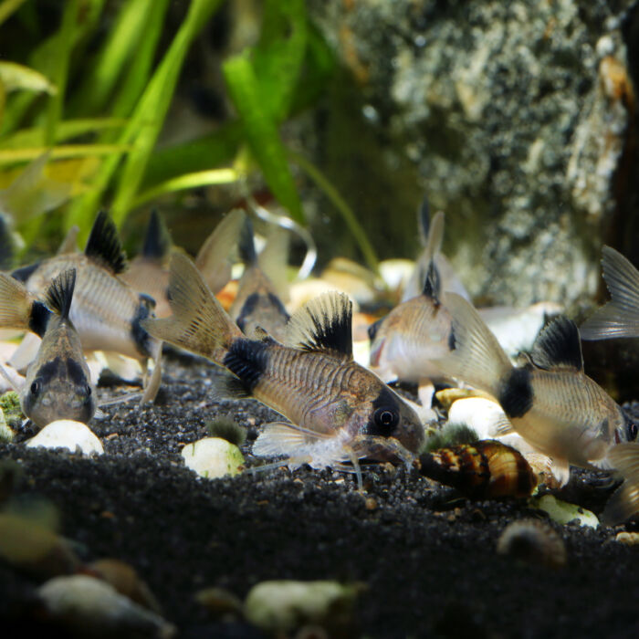 Corydoras panda Gruppe scaled - Garnelaxia