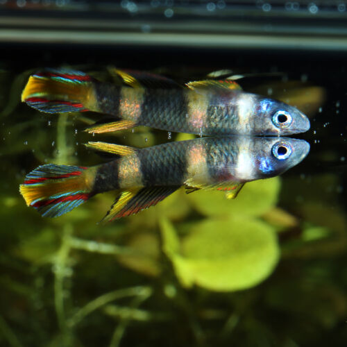 Ringelhechtling - Clown Killifish