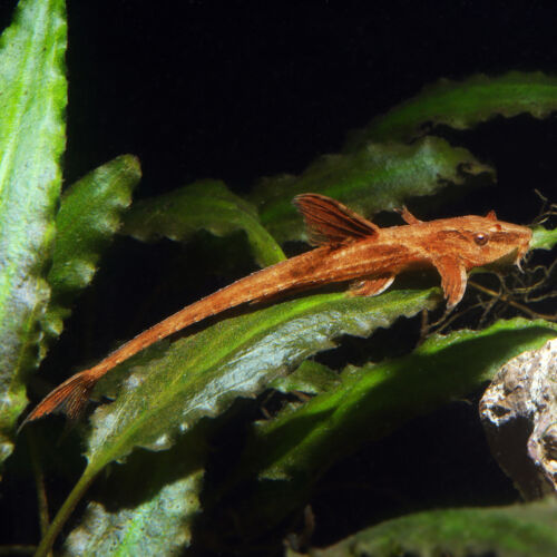 Roter Hexenwels - Red Whiptail Catfish