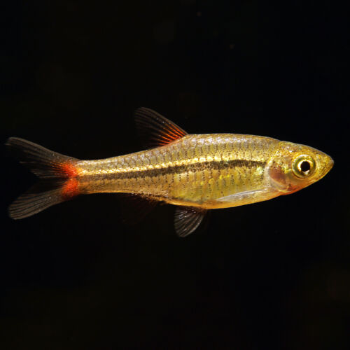 Rotflossen-Zwergbärbling - Cherry Spot Rasbora