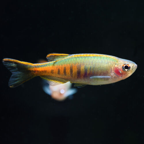 Rubinbärbling - Glowlight Danio