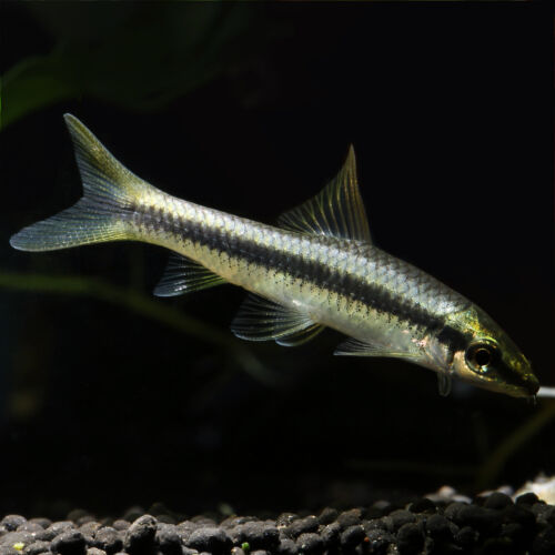 Siamesische Rüsselbarbe - Siamese Algae Eater