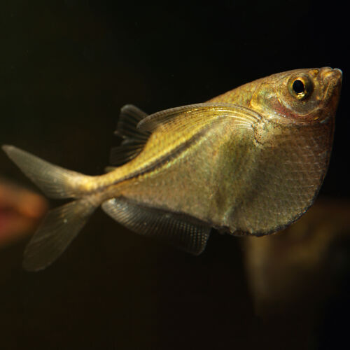 Silberbeilbauchfisch - Silver hatchetfish