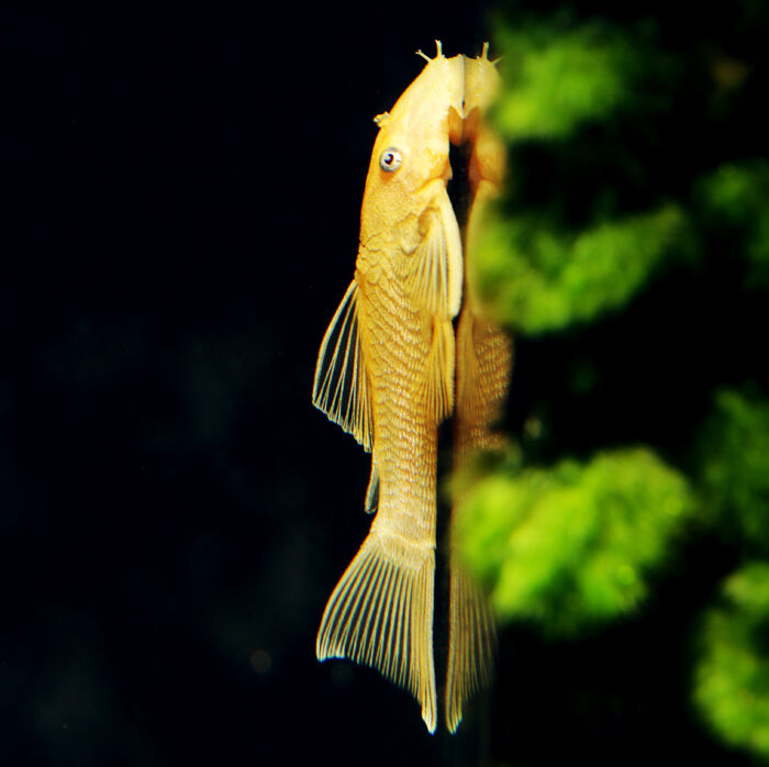 Goldener Antennenwels - Blue Eyed Lemon Bristlenose