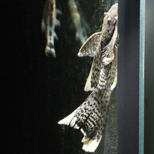 Schleier-Antennenwels - Longfin Bristlenose Pleco