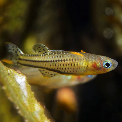 Gepunktetes Blauauge ARU IV - Spotted Blue-Eye