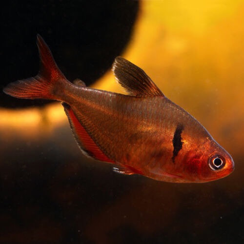 Blutsalmler - Serpae Tetra