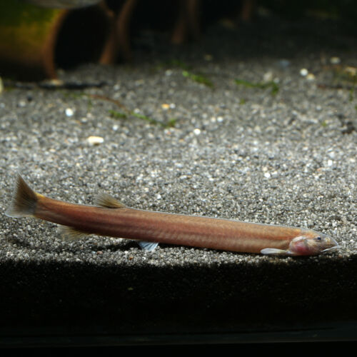 Braunes Dornauge - Java Loach