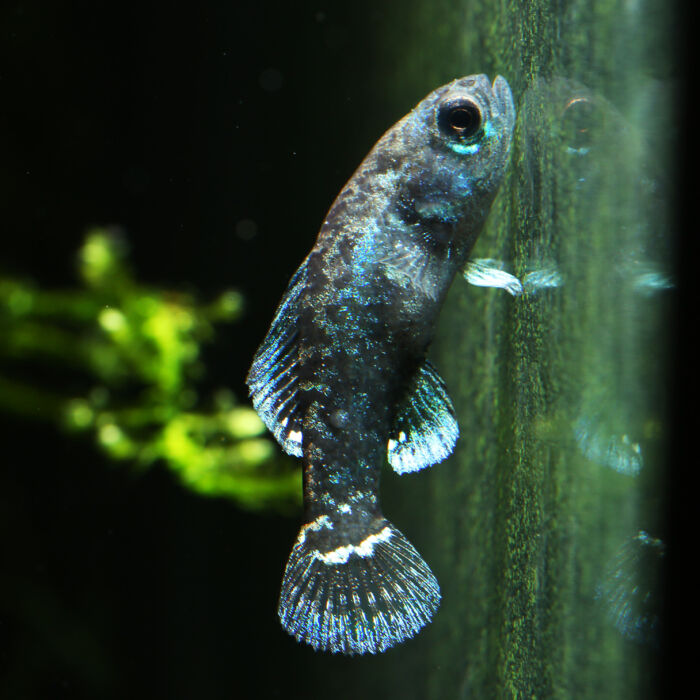 Zwergschwanzbarsch - Everglades Pygmy Sunfish