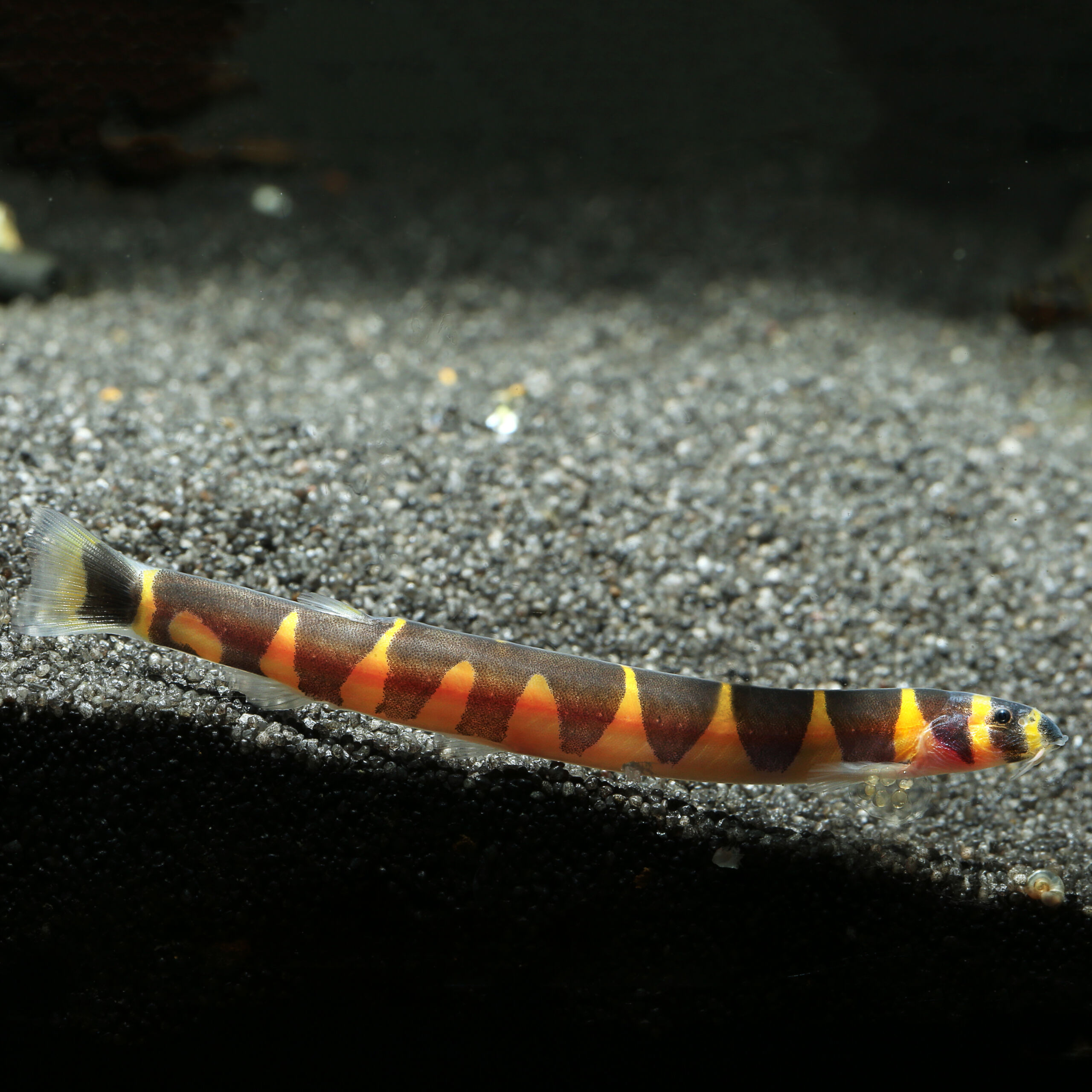 Gestreiftes Dornauge - Kuhli Loach